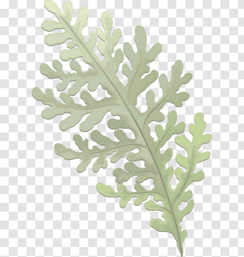 Pine Euclidean Vector - Plant - Evergreen Leaves Transparent PNG