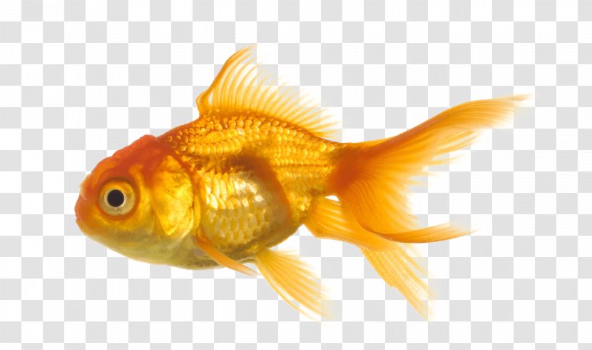 Oranda Koi Fish - Feeder - Gold Image Transparent PNG