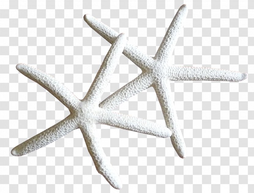 Starfish Marine Invertebrates Clip Art - Sea Transparent PNG