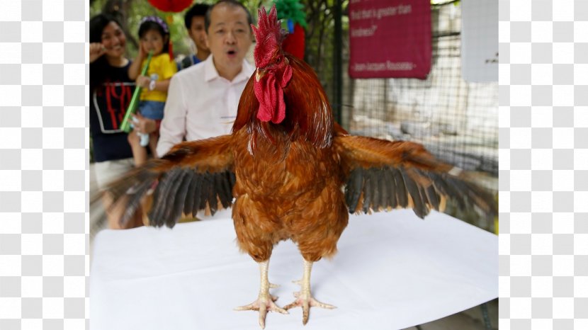 Chicken Bird Galliformes Rooster Poultry - Livestock Transparent PNG