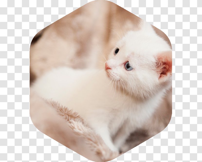 Kitten Whiskers Veterinary Medicine Turkish Van Domestic Short-haired Cat Transparent PNG