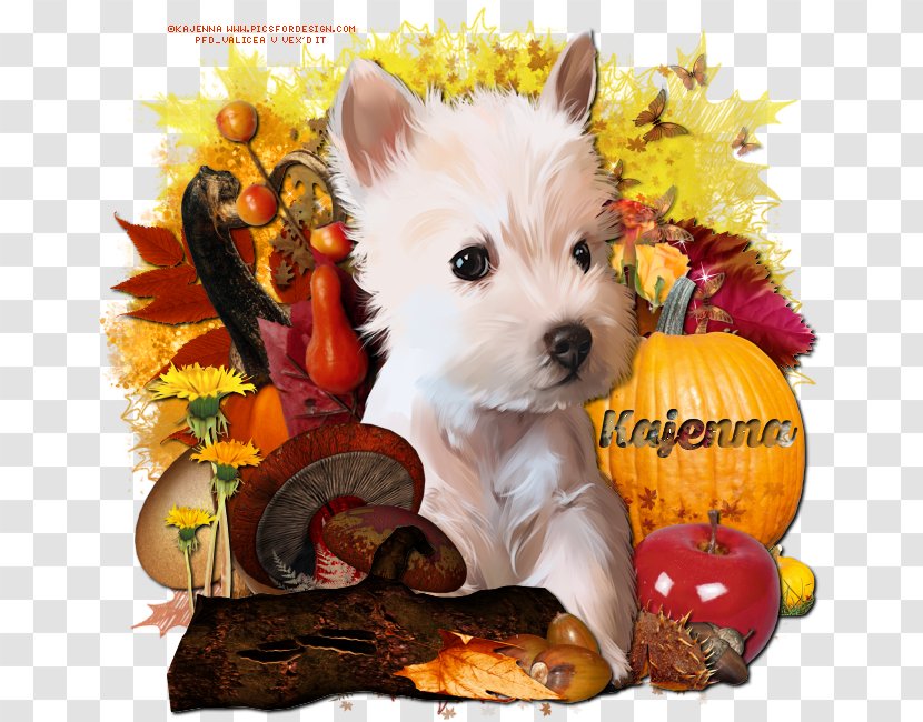 West Highland White Terrier Puppy Norwich Cairn Companion Dog Transparent PNG