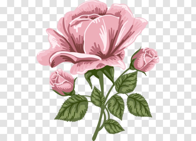 Rose Art Painting Clip - Annual Plant Transparent PNG