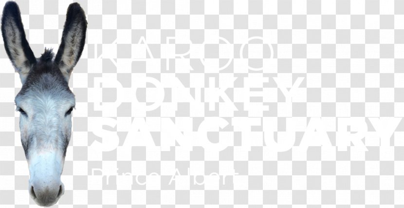 Karoo Donkey Sanctury Swartberg The Sanctuary - Head Transparent PNG