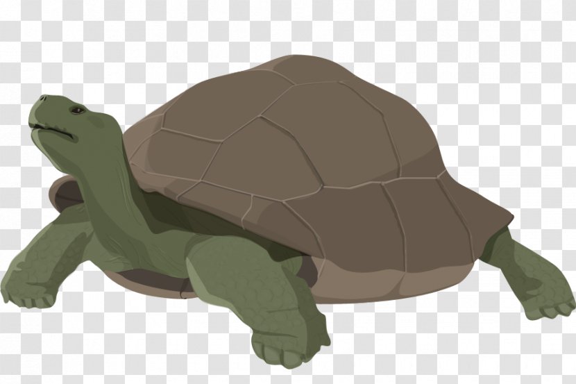Tortoise Animal - Design Transparent PNG