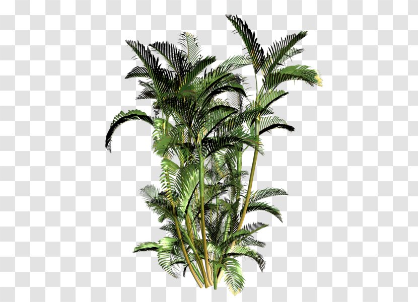 Babassu Palm Trees Shrub - Branch - Tree Transparent PNG