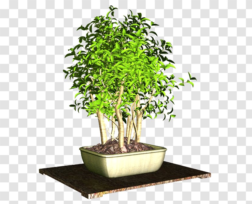 Flowerpot Plant Clip Art - Shrub Transparent PNG