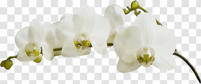 White Flower Plant Petal Moth Orchid - Cut Flowers - Fashion Accessory Dendrobium Transparent PNG