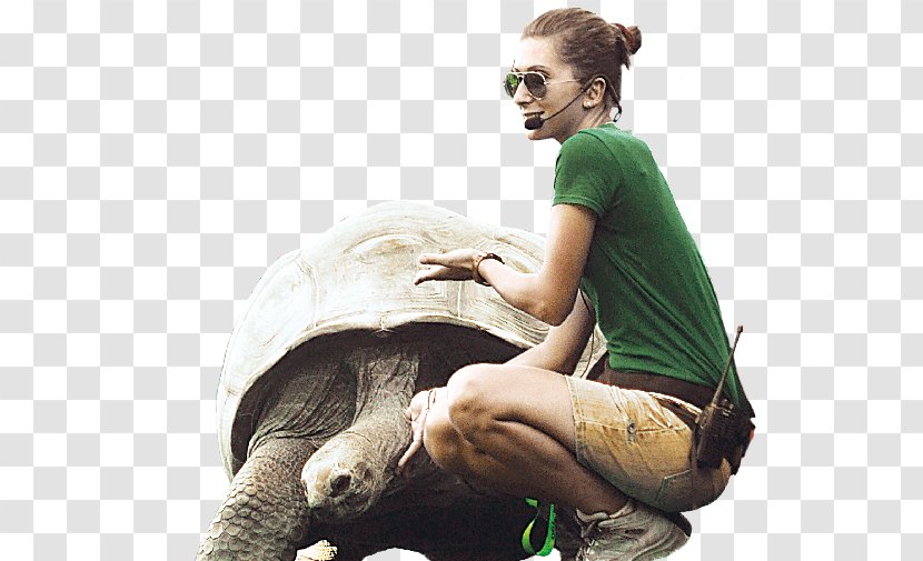 Tortoise Human Behavior Homo Sapiens - Tartar Transparent PNG