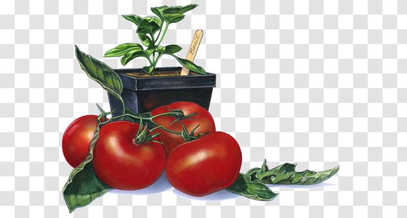 Tomato Photography Clip Art - Bush - Red Tomatoes Transparent PNG