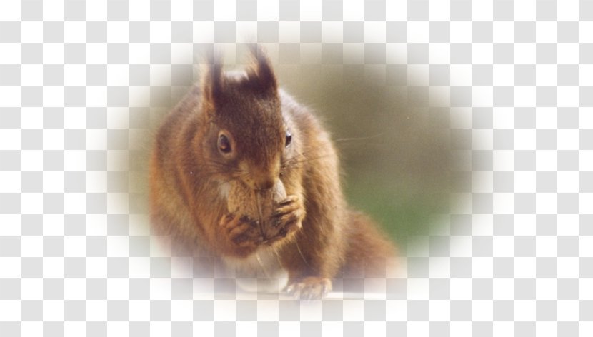 Fox Squirrel Common Degu Whiskers Fur - Pas De Deux Transparent PNG