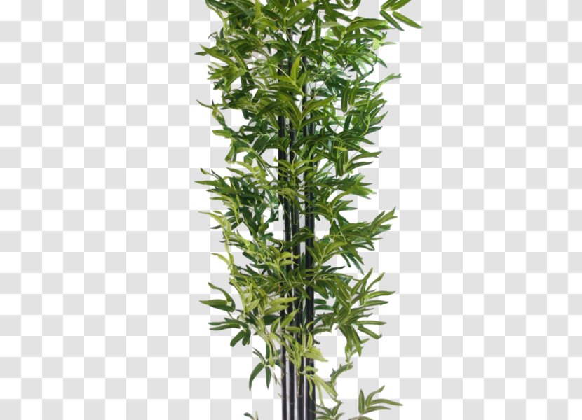Tree Arecaceae Tropical Woody Bamboos Plant Howea Transparent PNG