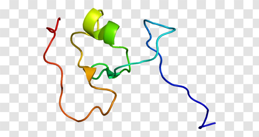 Titin Protein TRIM63 Tripartite Motif Family Actin - Cartoon - Heart Transparent PNG