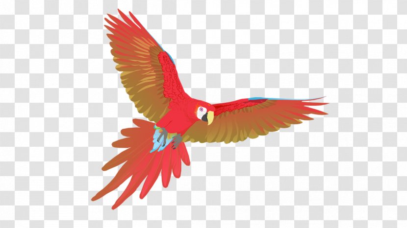 Macaw Uppsala Beak Feather Child - Glasses Transparent PNG