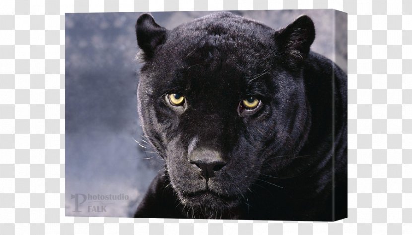 Leopard Jaguar Panther Felidae Cat - Carnivoran Transparent PNG