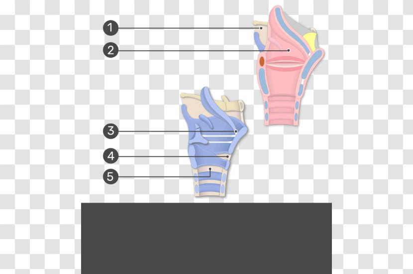 Thyroepiglottic Ligament Anatomy Larynx Joint - Copyright - Thyroid Cartilage Transparent PNG