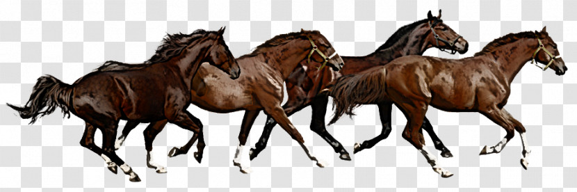 Mustang American Paint Horse Thoroughbred Arabian Horse Stallion Transparent PNG