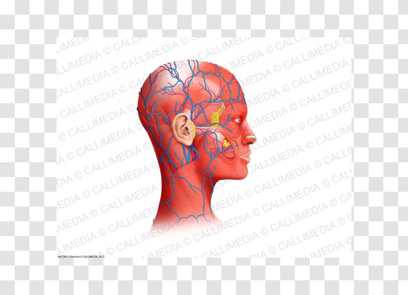 Neck Muscle Blood Vessel Head Anatomy - Silhouette - Muscles Transparent PNG