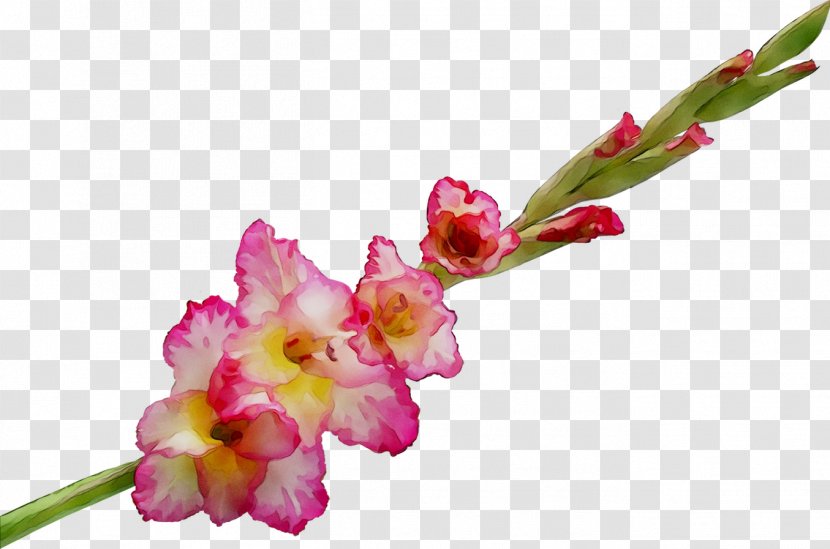 Gladiolus Cut Flowers Plant Stem Bud Moth Orchids - Flowering Transparent PNG