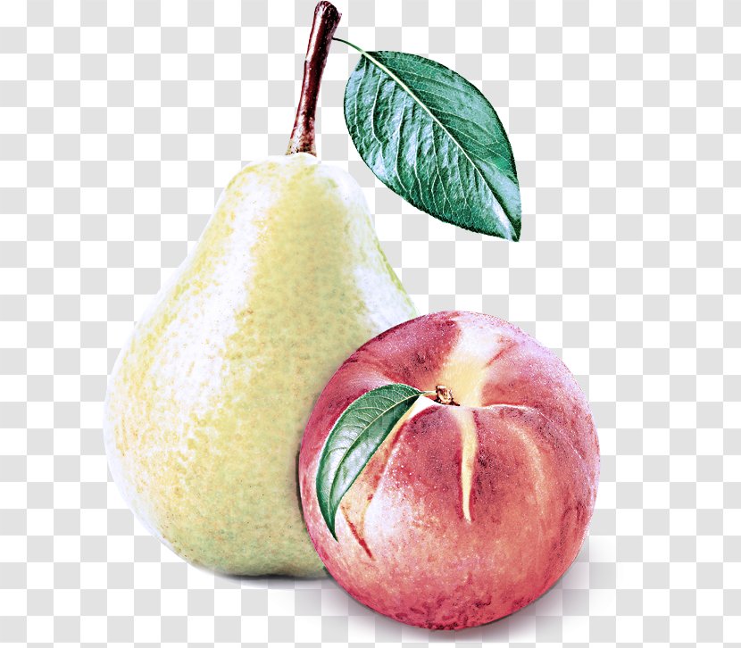 Pear Fruit Food Plant - Pectin - Accessory Transparent PNG