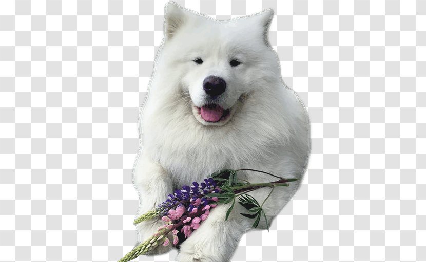 Samoyed Dog Breed American Eskimo Akita Japanese Spitz - Korean Jindo Transparent PNG