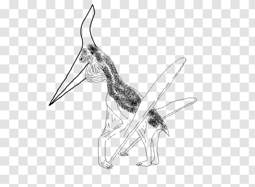 Pteranodon Drawing Visual Arts Sketch - Carnivoran Transparent PNG
