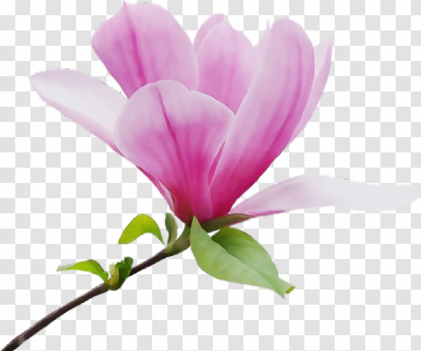 Family Tree Background - Plant - Chinese Magnolia Perennial Transparent PNG