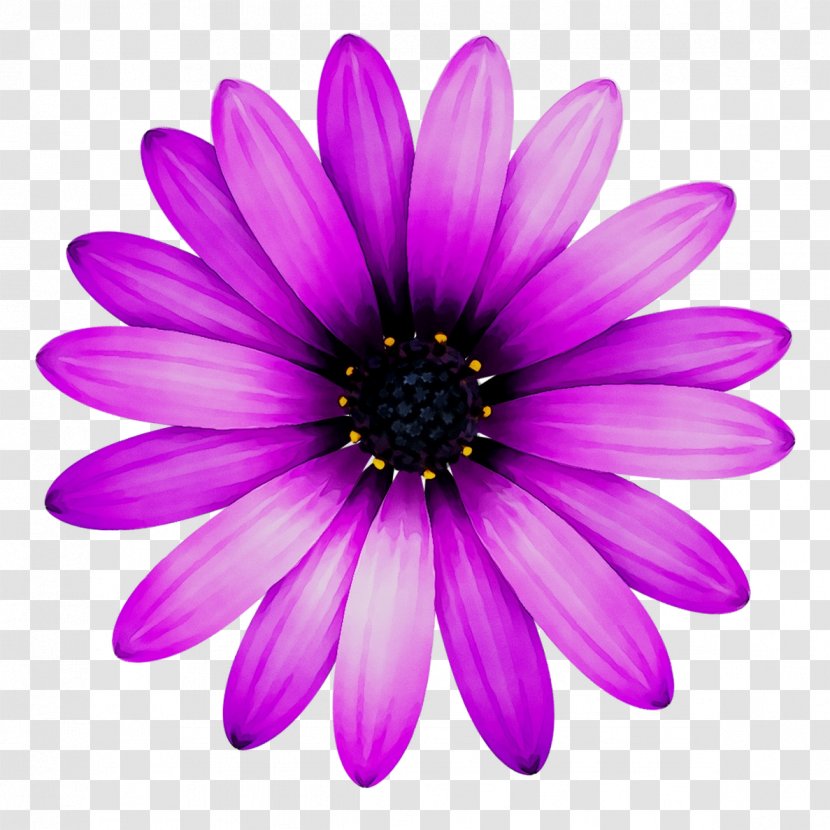 Pinwheel Wind Spinner Sunflower Design - Herbaceous Plant - Violet Transparent PNG
