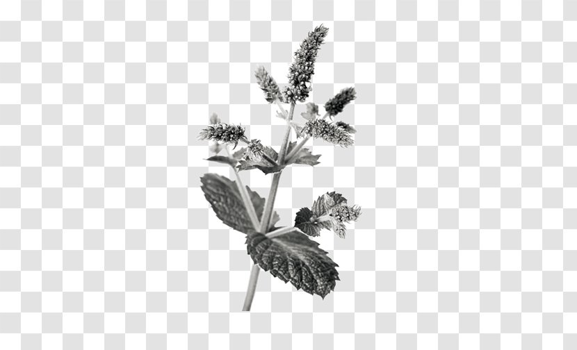 Chinese Herbology Crude Drug Mentha Spicata - Mint Chocolate Transparent PNG