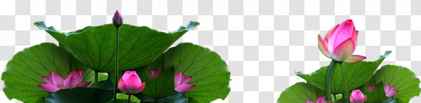 Tulip Flora Plant Stem Leaf Bud - Floristry - Lotus Decorative Pattern Transparent PNG