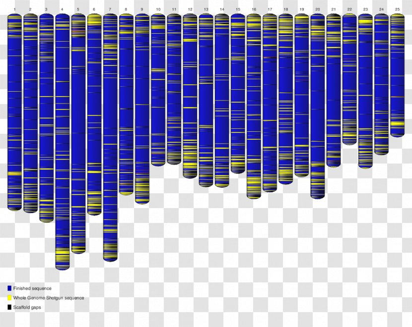 Zebrafish Whole Genome Sequencing Nucleic Acid Sequence Project - Gene - 9th Transparent PNG