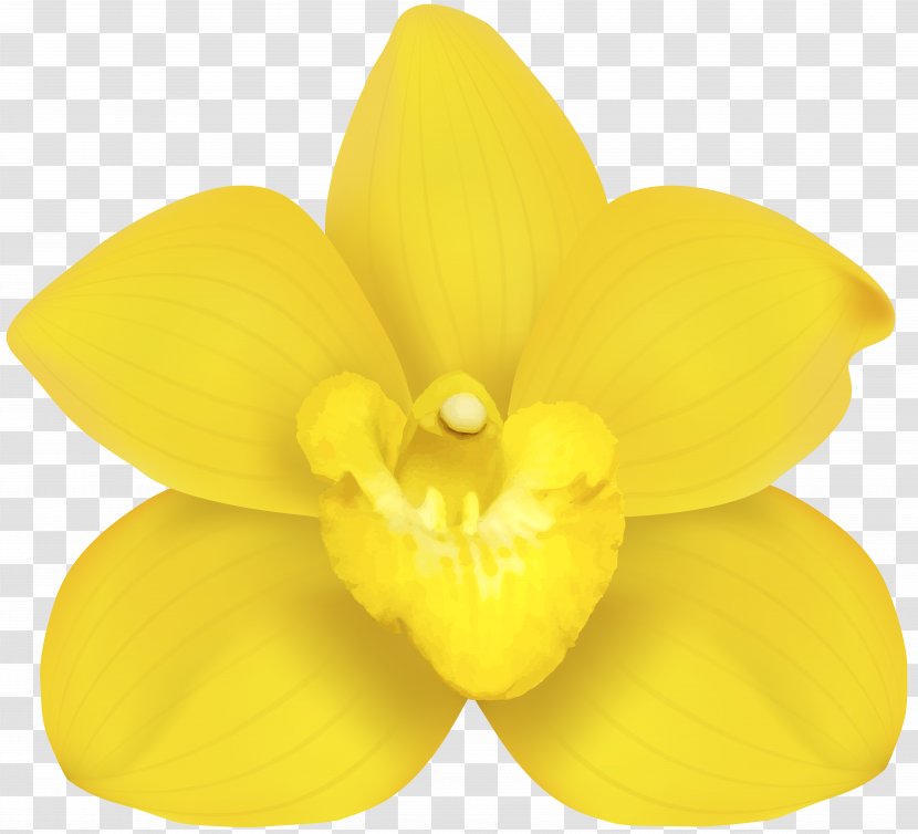 Moth Orchids Narcissus Yellow Petal - Orchid Clip Art Transparent PNG