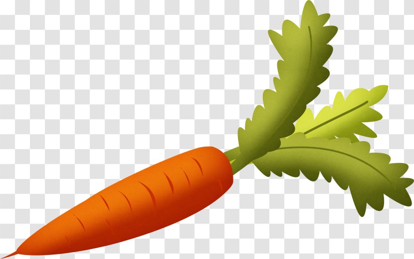 Carrot Vegetable Clip Art - Image File Formats Transparent PNG