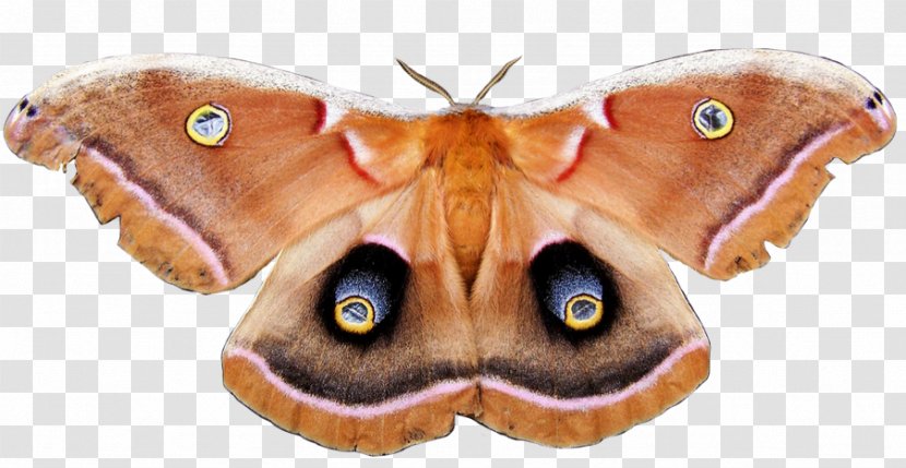 Метелик Polyphemus Moth RGB Color Model - Transparency And Translucency Transparent PNG