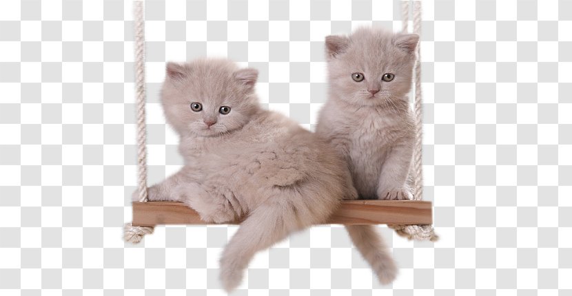 Kitten GIF Persian Cat British Semi-longhair Clip Art - Cartoon - Gato. Transparent PNG
