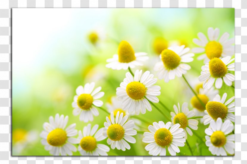 Roman Chamomile German Flower Wallpaper Transparent PNG