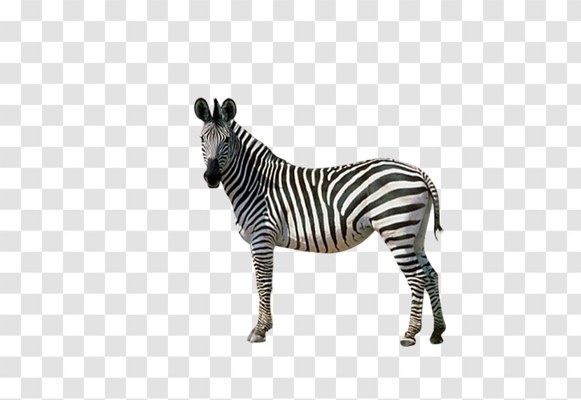 Horses Zebra Donkey - Back Transparent PNG