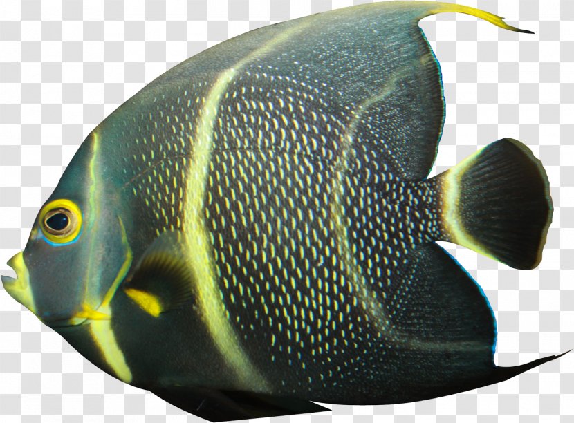 Rock Cartoon - Butterflyfish - Bonyfish Transparent PNG