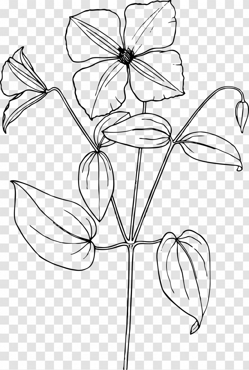 Drawing Arabian Jasmine Line Art Sketch - Watercolor Painting - Dill Transparent PNG