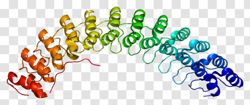 Ankyrin Repeat ANK1 Gene Protein - Text - Genetics Transparent PNG