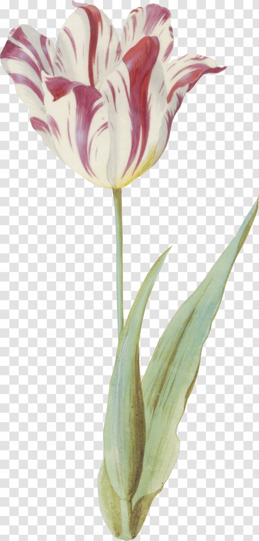 Tulip Cut Flowers Vase Plant Stem Petal Transparent PNG