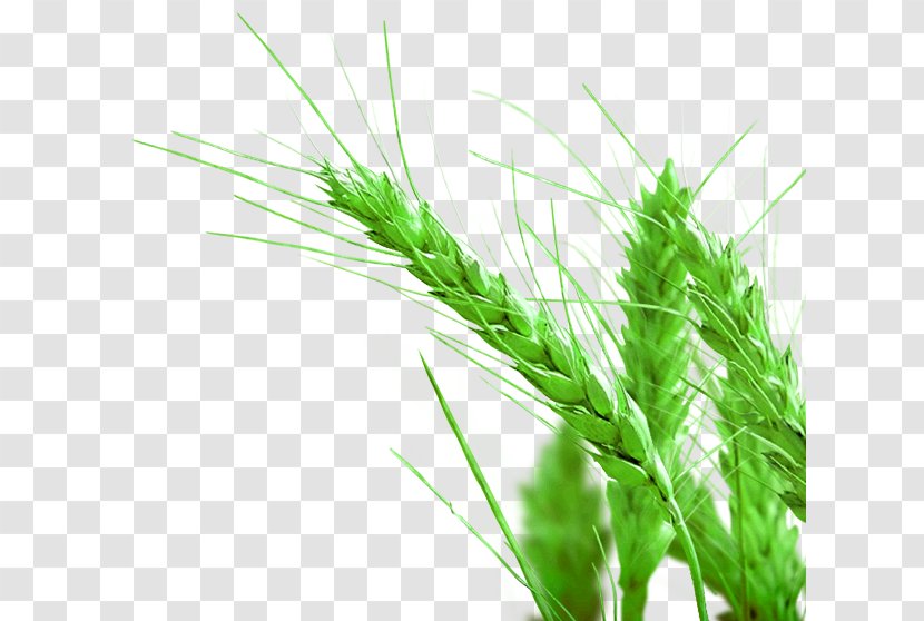 Rice Gadu Paddy Field - Plant Stem - Rice,Rice,paddy Transparent PNG