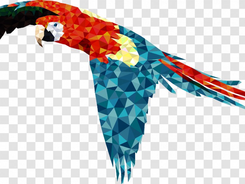 Bird Parrot - Drawing - Wing Animal Transparent PNG