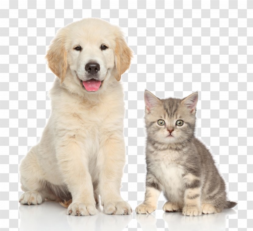 Dog Cat Kitten Pet Sitting - Tag - And Transparent PNG