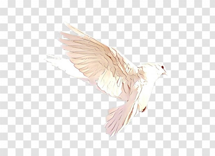 Bird Wing - Ducks - Pigeons And Doves Transparent PNG
