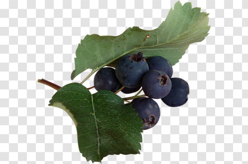 Blueberry Tea Bilberry Huckleberry Berries - Chokeberry - Flavor Transparent PNG