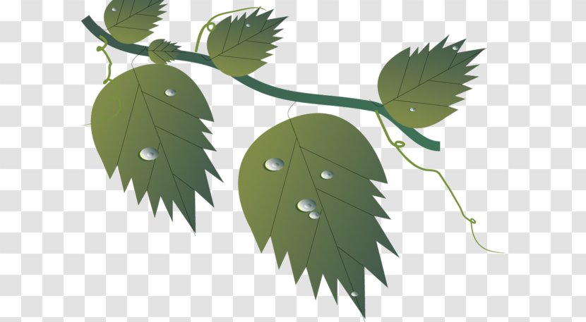 Twig Leaf Déjà Vu - Vietnam Transparent PNG