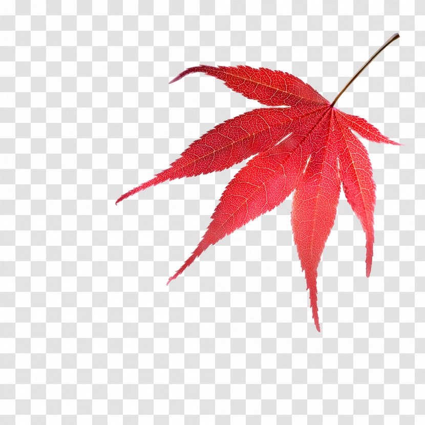 Leaf Oriental Trees - Backyard Nurseries - Japanese Maple Red MapleBAY LEAVES Transparent PNG