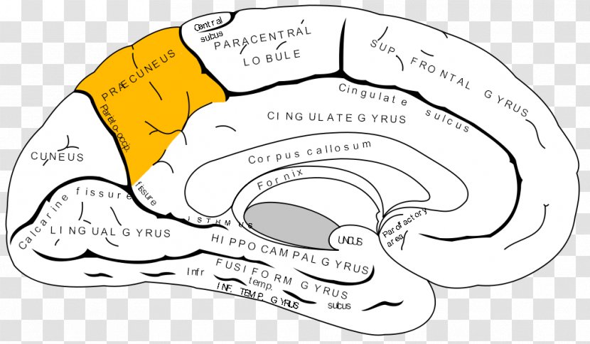 Anterior Cingulate Cortex Gyrus Cerebral Prefrontal - Cartoon - Brain Transparent PNG