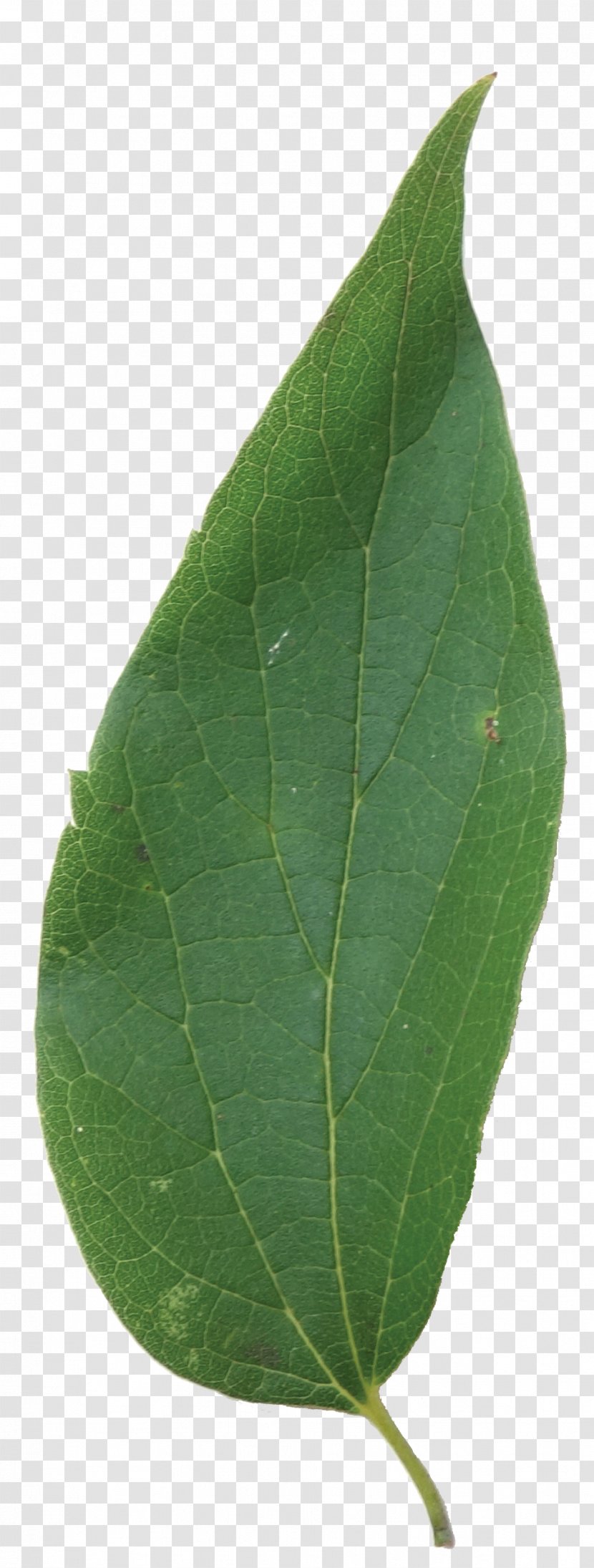 Leaf Plant Pathology Plants Transparent PNG